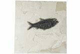 Fossil Fish (Knightia) - Green River Formation #189618-1